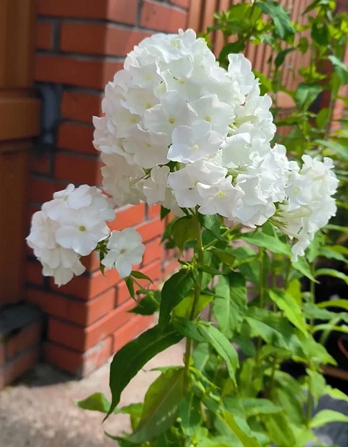 Флокс Вайт Адмирал